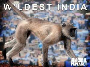 Wildest India